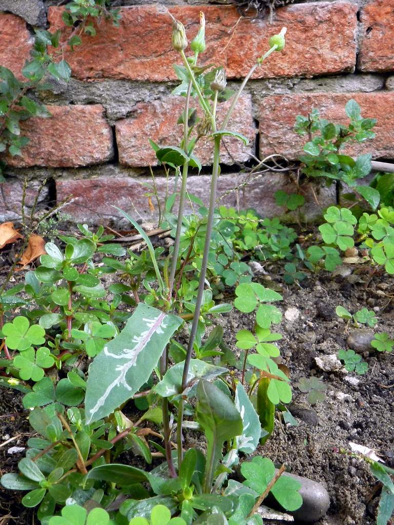 Sonchus maritimus